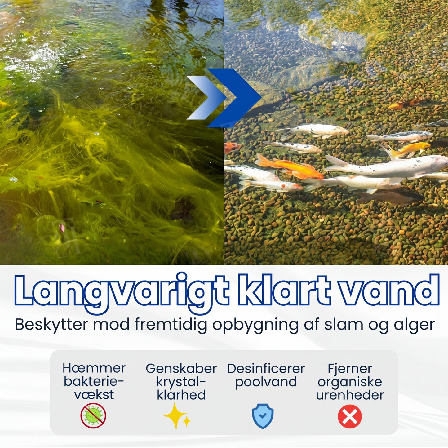 ✨ Fra grønt til rent natten over! | ⏱️ Krystalklart på 24 timer! | AEXZR® Aqua-Guardian Pro Formel